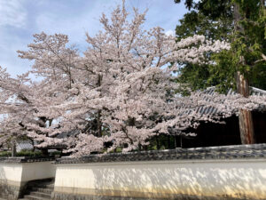 IMG_4039-300x225 桜